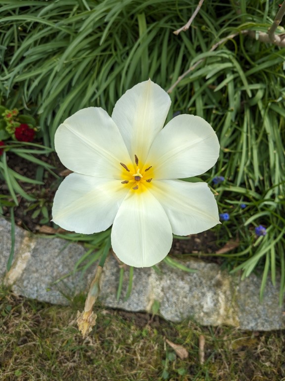 Blumen und Blüten